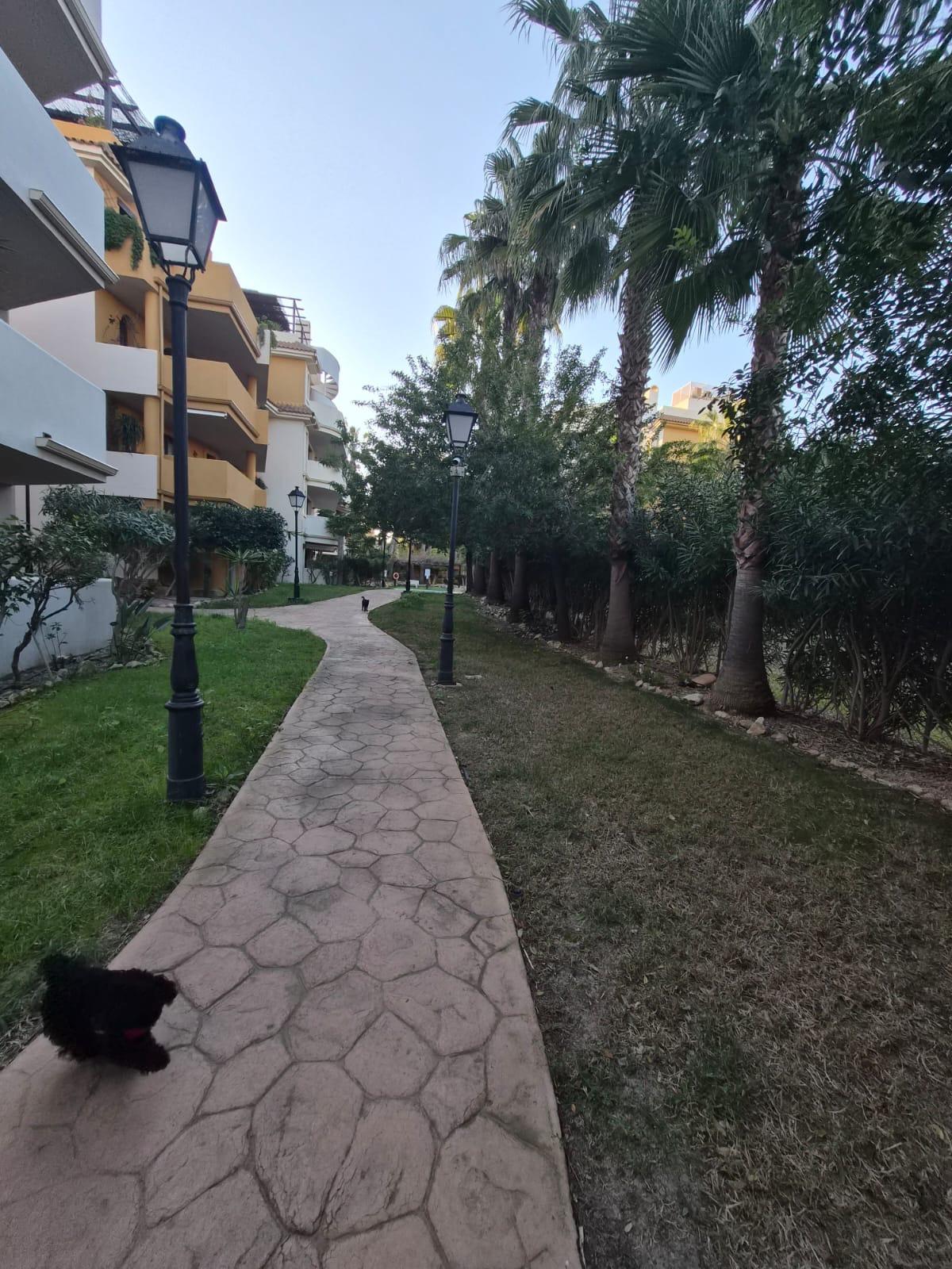Complex grounds of the apartment in Punta Prima, Torrevieja (view 30)